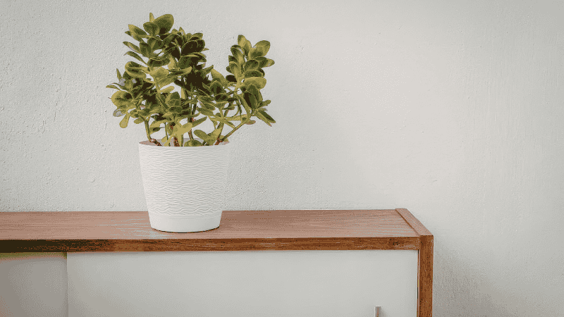A top-down interior design view of a styled sideboard surface following the rule of three, with a stack of design books, a small succulent, and a minimalist candle.